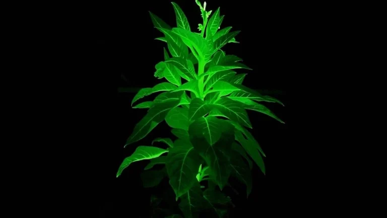 Con genes de luciérnagas y hongos luminosos, un equipo de científicos ha logrado crear plantas que brillan en la oscuridad.